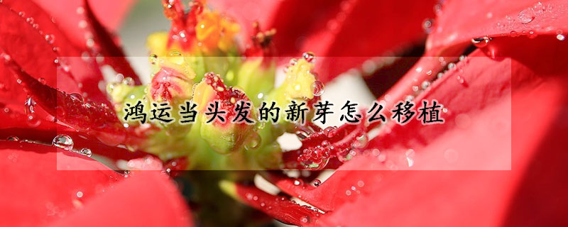 鴻運(yùn)當(dāng)頭發(fā)的新芽怎么移植