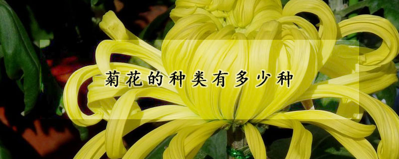 菊花的種類(lèi)有多少種