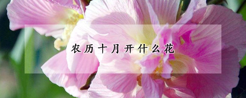 農歷十月開什么花