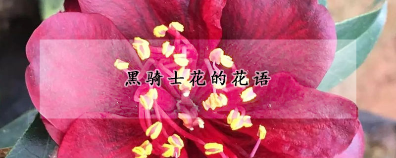 黑騎士花的花語(yǔ)