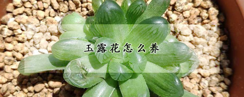 玉露花怎么養(yǎng)