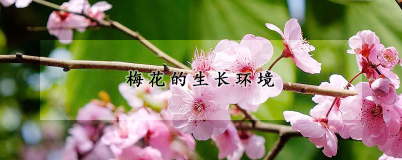 梅花的生長環(huán)境