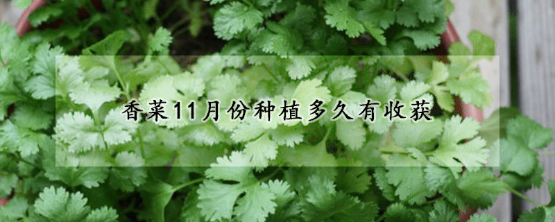 香菜11月份種植多久有收獲