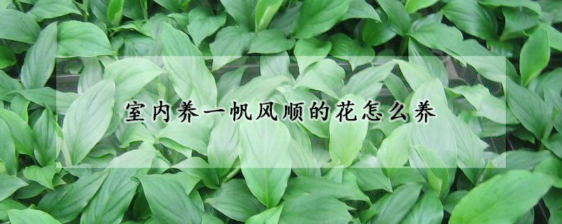 室內(nèi)養(yǎng)一帆風(fēng)順的花怎么養(yǎng)