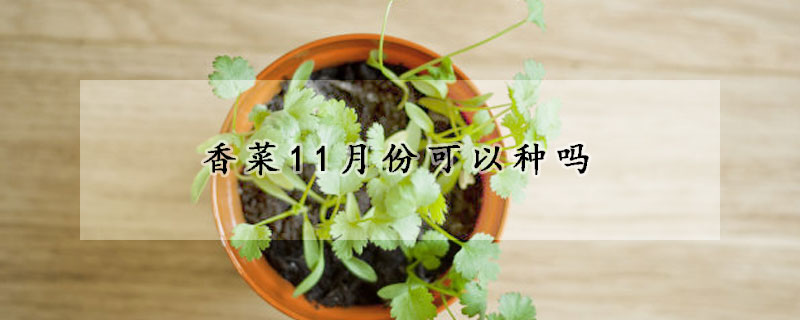 香菜11月份可以種嗎