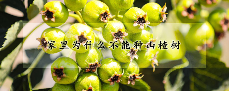 家里為什么不能種山楂樹(shù)