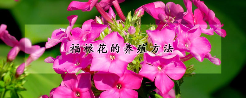 福祿花的養(yǎng)殖方法