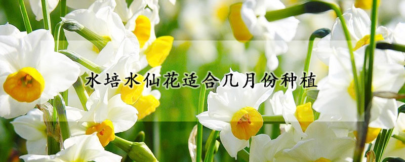 水培水仙花適合幾月份種植