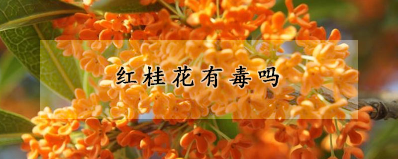 紅桂花有毒嗎