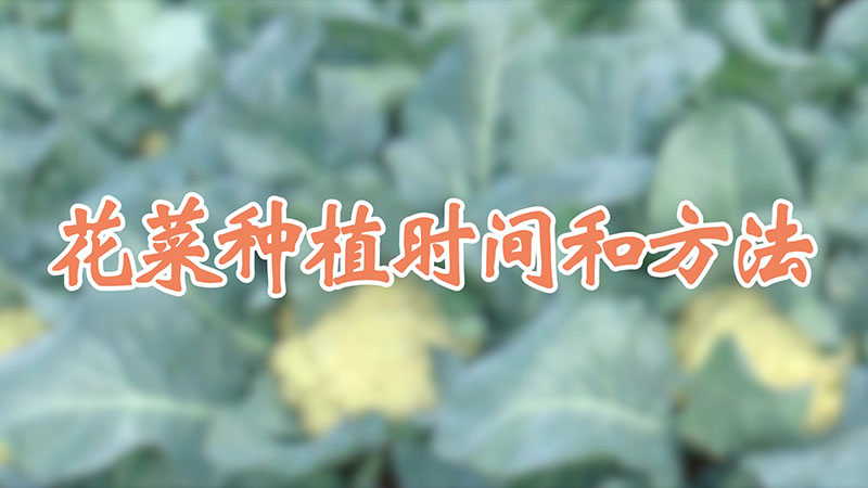 花菜種植時(shí)間和方法