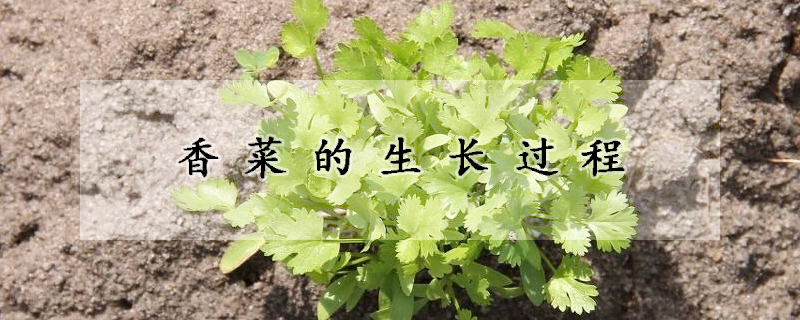 香菜的生長過程