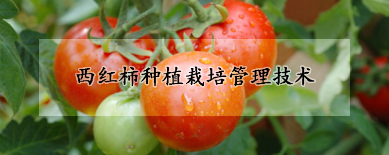 西紅柿種植栽培管理技術(shù)