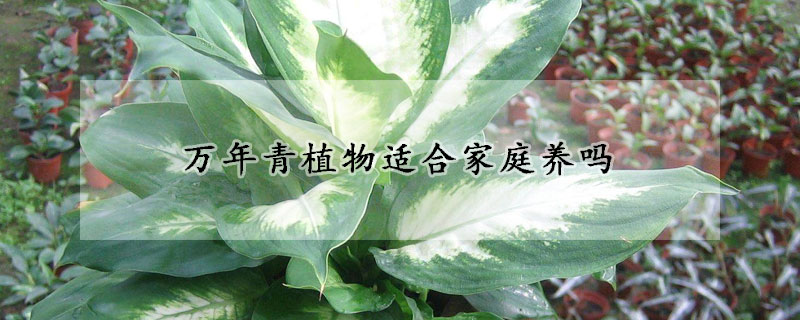 萬年青植物適合家庭養(yǎng)嗎