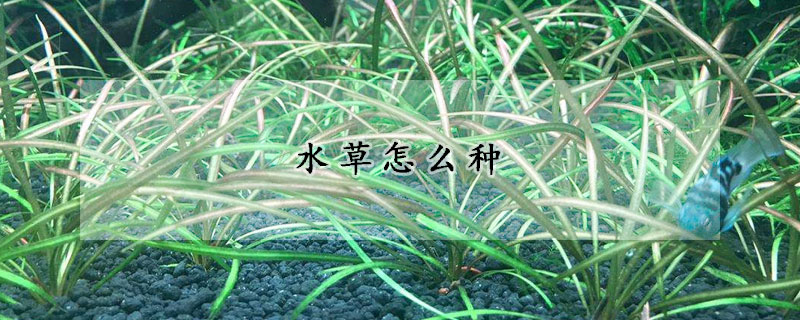 水草怎么種