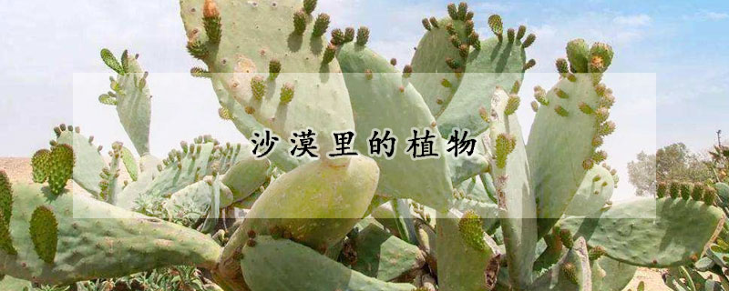 沙漠里的植物