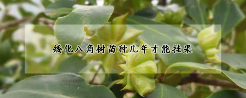 矮化八角樹苗種幾年才能掛果