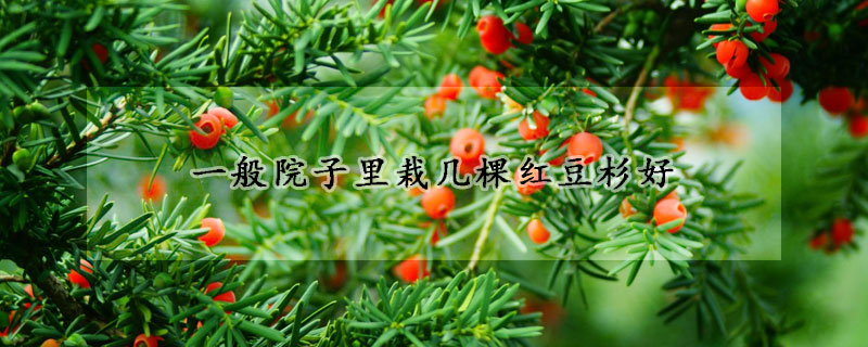 一般院子里栽幾棵紅豆杉好