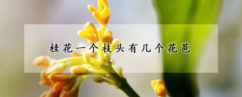 桂花一個(gè)枝頭有幾個(gè)花苞