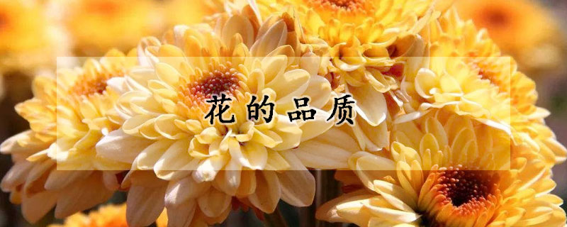 花的品質