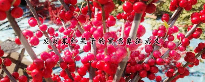 發(fā)財(cái)果紅果子的寓意象征意義