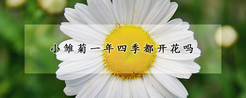 小雛菊一年四季都開(kāi)花嗎