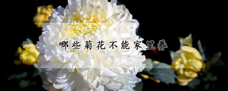 哪些菊花不能家里養(yǎng)