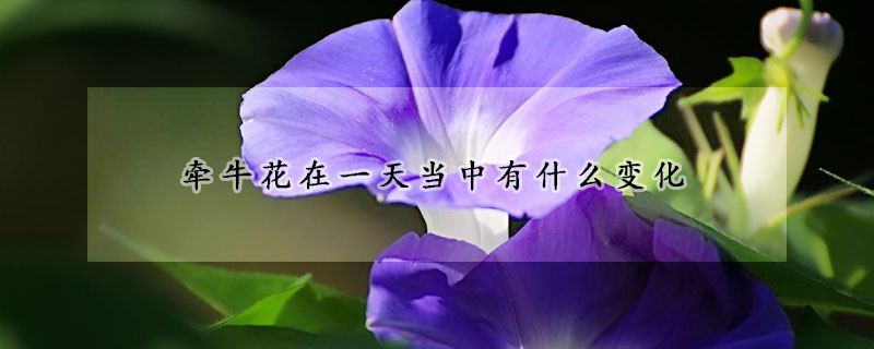 牽牛花在一天當(dāng)中有什么變化