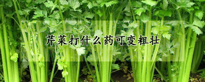 芹菜打什么藥可變粗壯