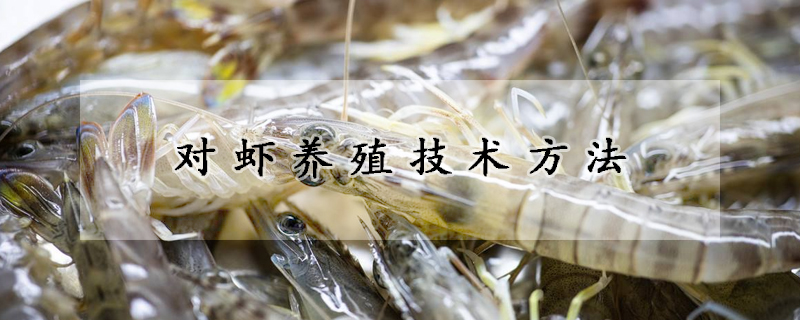 對蝦養(yǎng)殖技術(shù)方法