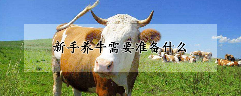 新手養(yǎng)牛需要準(zhǔn)備什么