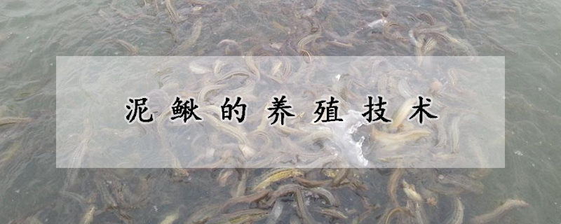 泥鰍的養(yǎng)殖技術