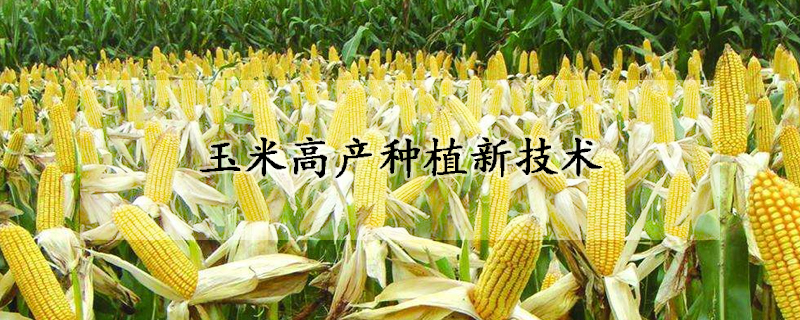 玉米高產(chǎn)種植新技術(shù)