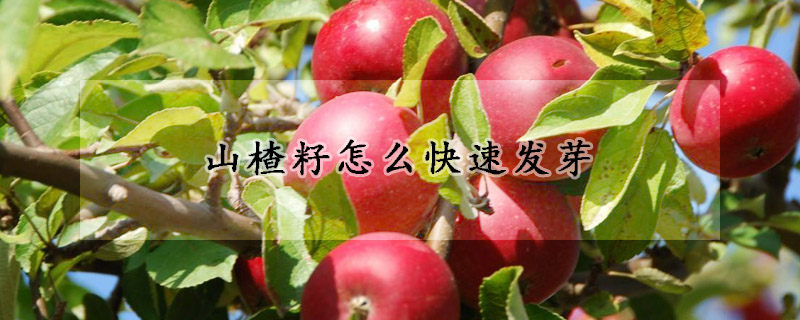 山楂籽怎么快速發芽