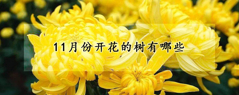 11月份開花的樹有哪些