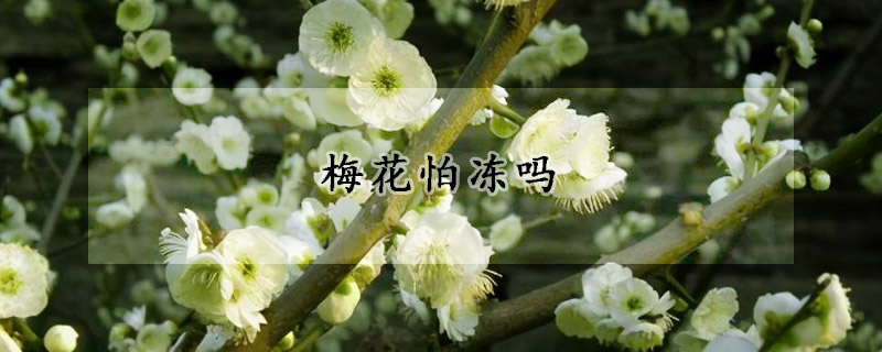 梅花怕凍嗎