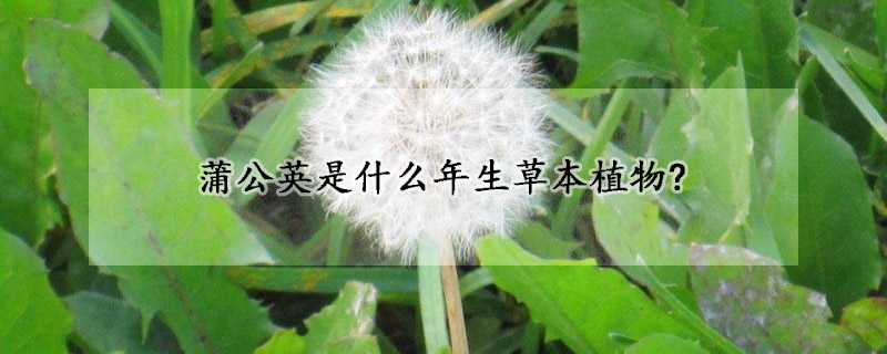 蒲公英是什么年生草本植物?