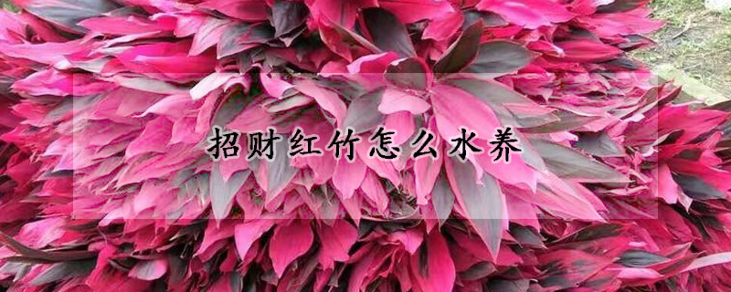 招財紅竹怎么水養(yǎng)