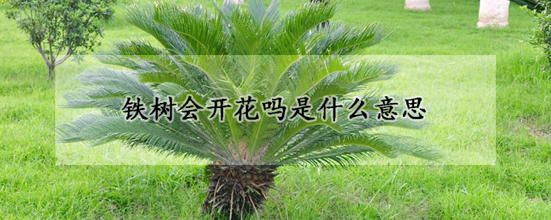 鐵樹會(huì)開花嗎是什么意思