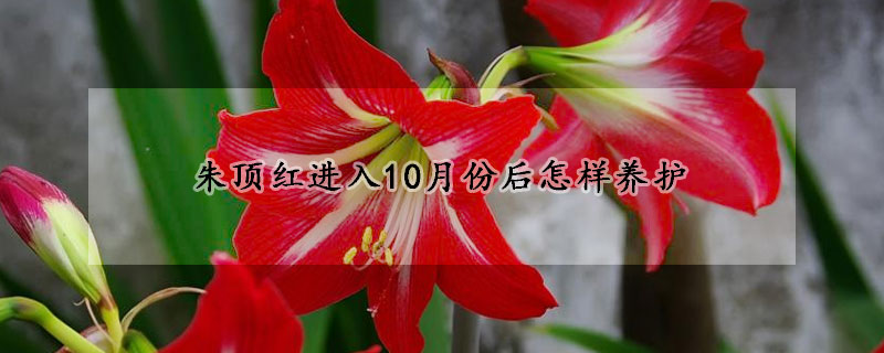 朱頂紅進入10月份后怎樣養(yǎng)護