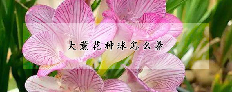 大薰花種球怎么養