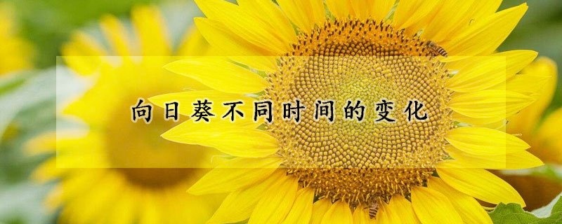 向日葵不同時(shí)間的變化