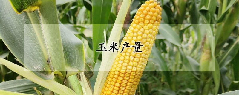 玉米產(chǎn)量