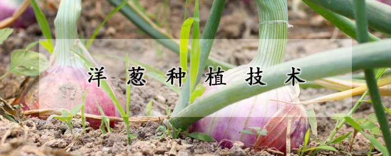 洋蔥種植技術(shù)