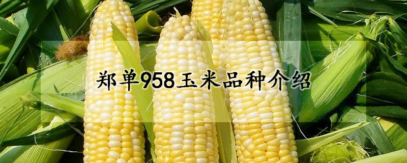 鄭單958玉米品種介紹