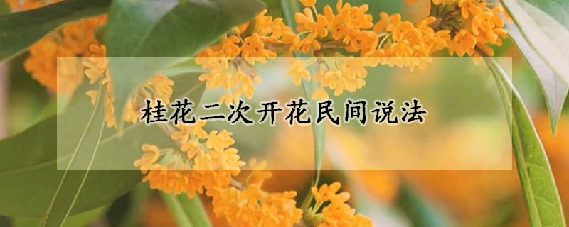 桂花二次開花民間說法