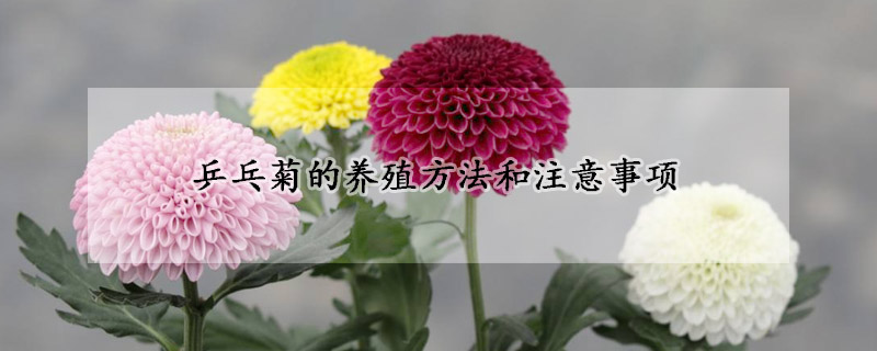 乒乓菊的養(yǎng)殖方法和注意事項(xiàng)