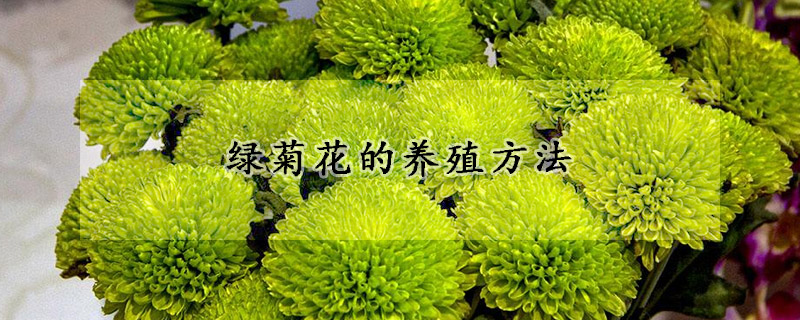 綠菊花的養(yǎng)殖方法