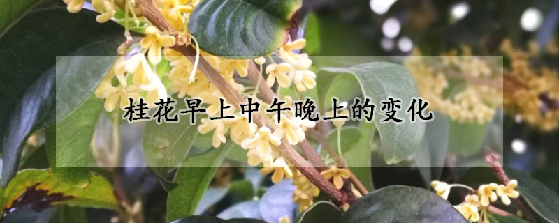 桂花早上中午晚上的變化