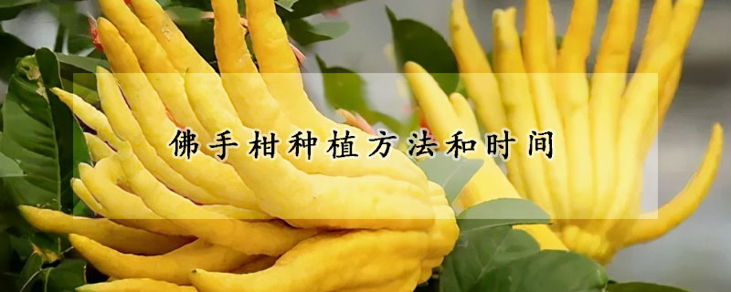 佛手柑種植方法和時(shí)間