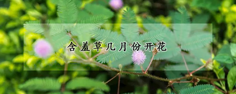 含羞草幾月份開花